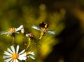 IsnÃ¢â¬â¢t a bumblebee the Summer itself? Royalty Free Stock Photo